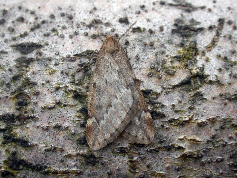 March moth ex5949 _800_.JPG